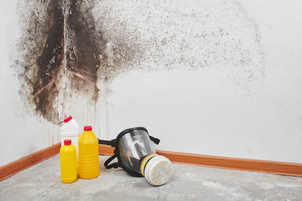 Best Crawl Space Mold Removal  in Red Bank, NJ