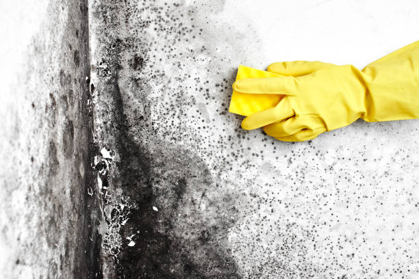 Best Mold Removal Specialists  in Red Bank, NJ