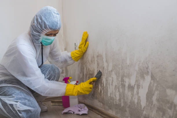 Crawl Space Mold Removal in Red Bank, NJ