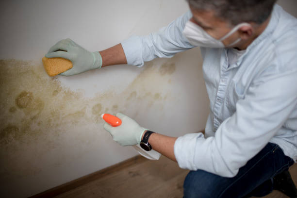 Best Fast Mold Removal  in Red Bank, NJ