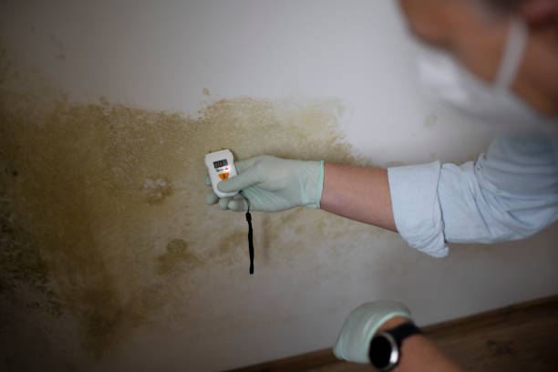 Best Office Mold Removal Services  in Red Bank, NJ