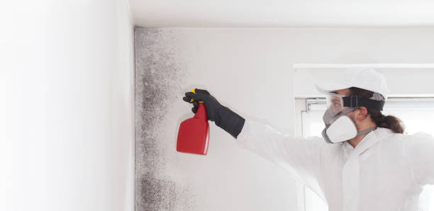 Best Fast Mold Removal  in Red Bank, NJ