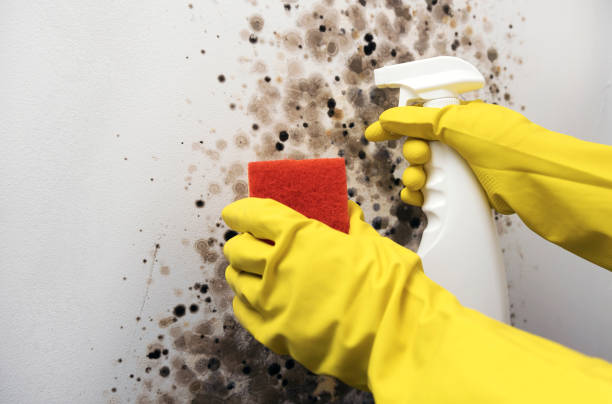 Best Residential Mold Removal  in Red Bank, NJ
