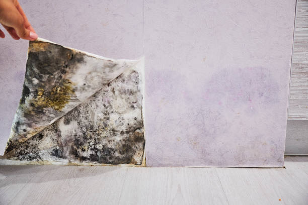Best Mold Cleaning Services  in Red Bank, NJ